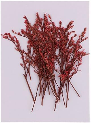 Sm sunnimix 20 חתיכות צבעוניות אדומות לימוניום אדום פרח מיובש אמיתי לחוץ מיובש