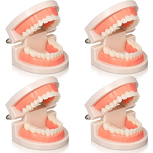 4 יחידות סטנדרטי שיניים דגם פלסטיק שיניים למבוגרים פה דגם, שיניים הפגנת דגם שיניים הוראת אספקת מחקר לילדים הוראה, רופא שיניים,