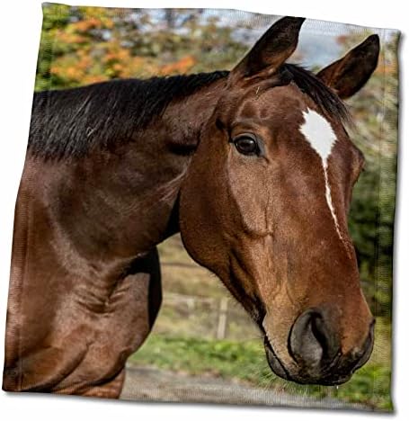 3drose Roni Chastain Photography - סוס חום - מגבות