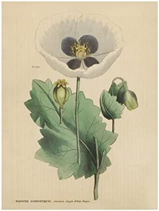 סימן מסחרי אמנות 'צמחי מרפא בוטניים XVI' אמנות קנבס מאת תיק אפל פראי