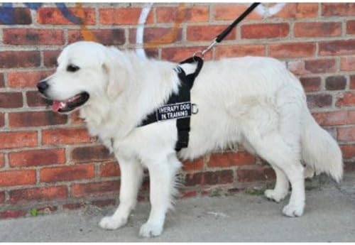 DT אוניברסלי ללא רתמת כלבים משיכה, כלב טיפול באימונים, שחור, גדול, מתאים לגודל היקף: 31 אינץ 'עד 42 אינץ'