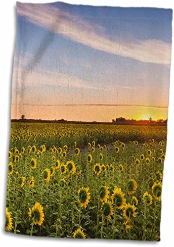 שדה חמניות 3 דרוז באור בוקר במישיגן, צפון דקוטה, ארהב - מגבות