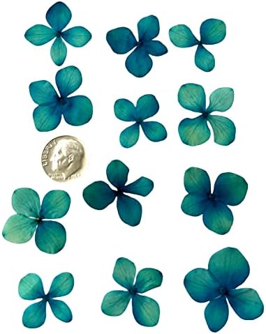 12 תלתן מיובש לחוץ פרח ירוק כחול שטוח 1.5 אינץ