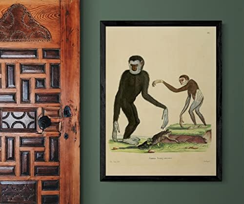 LAR לבן הושיט גיבון קוף קוף וינטג 'חיות בר כיתה משרד תפאורה זואולוגיה איור עתיק פוסטר הדפסת אמנות יפה - 8x10 - בד נמתח