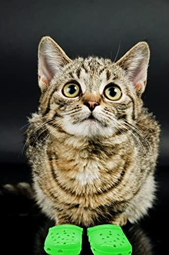 טיקטוק חמוד חתול קרוקס צבעים בוהקים חתול סנדלי רק לחתולים, חיות מחמד דקורטיבי קרוקס עבור קטן חתולים וכלבים תמונה לירות
