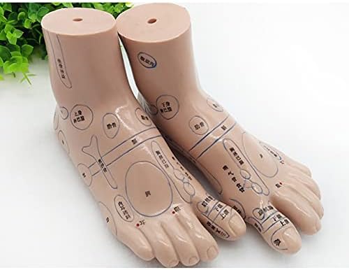 מודל נקודת דיקור רגל גוף אדם - 19 סנטימטר מודל דיקור הוראה רפואית - מודל נקודת דיקור עיסוי דיקור אדם רפואה הסינית