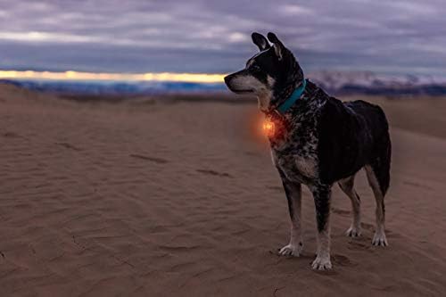 Vvivid LED LED קליפ כתום בהיר על עצם כלב מואר
