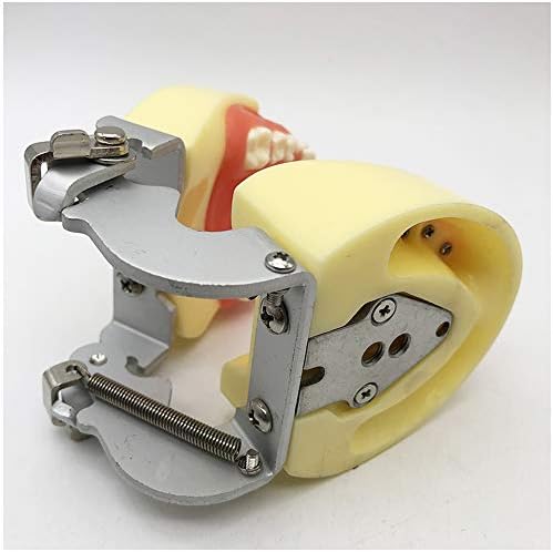 KH66Zky Tobodont מנוסה מודל אנטומיה מודל רגיל מודל שיניים נשירה כלים לימוד כלים עם 24 שיניים נשלפות