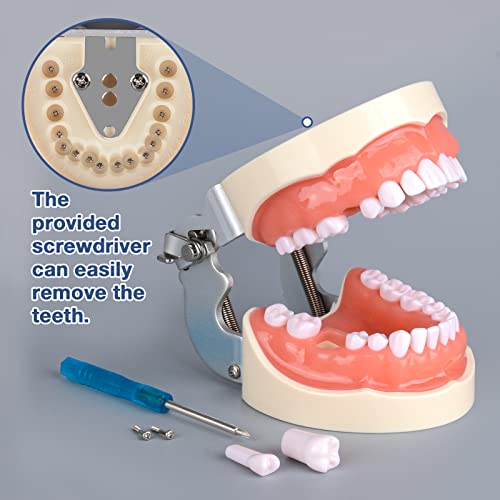 האולטרה טיפודונט שיניים דגם עם 32 להסרה שיניים עבור שיניים היגיינה סטודנטים, מתאים להוראה, בפועל וללמוד, עם מברג קטן