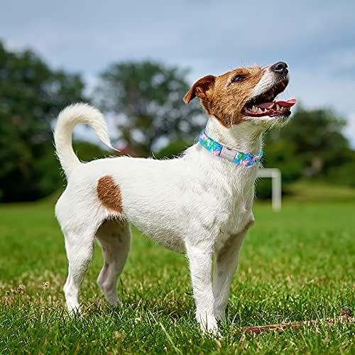 סגנון ייחודי כפות צווארון כלבים מתנת צווארון אבזם מתכת