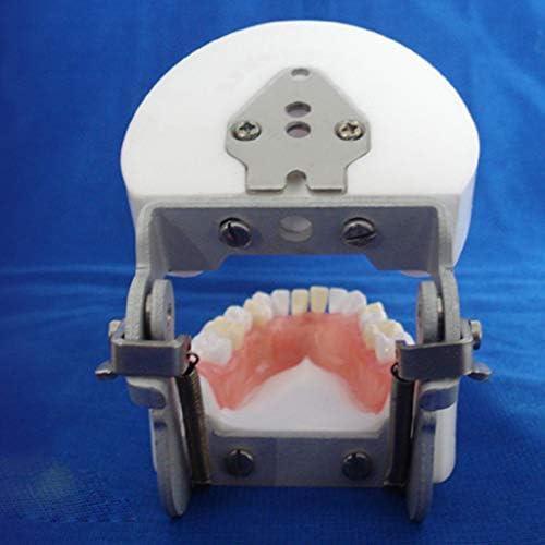 שיניים 66 שיניים אוראלי דגם שתל דנטלי דגם חינוך בדיקה ספציפית שן חילוץ דגם להוראה ילדים או שיניים סטודנטים