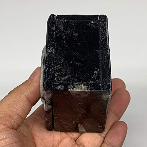 Watangems 268.2G, 2.5 X1.9, צורה שחורה מרובעת מאובנת אמוניט אורתוצ'רה קופסת תכשיטים עגולה מיוצרת היטב ומלוטשת בעבודת