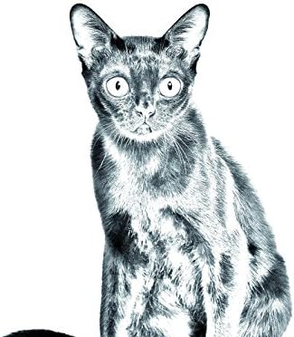 ארט דוג, מ.מ. חתול בומביי, מצבה סגלגלה מאריחי קרמיקה עם תמונה של חתול