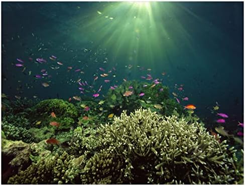 רקע אקווריום תלת מימדי, רקע חממה נצמד של PVC סטטי לחיי זוחלים ימיים, מדבקות פוסטר של נוף נוף תת -ימי, 30 x 18