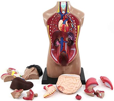 Kh66zky 4d מודל אנטומיה בגוף - מודל גוף פלג גוף אנושי - איברים פנימיים רפואיים להוראת צעצוע חינוך לאנטומיה