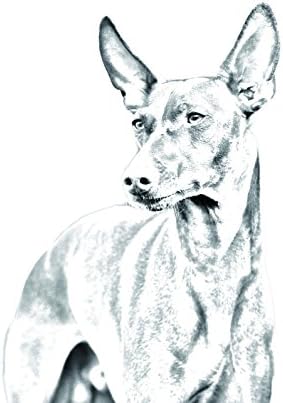 סירנקו דל ' אטנה, מצבה סגלגלה מאריחי קרמיקה עם תמונה של כלב