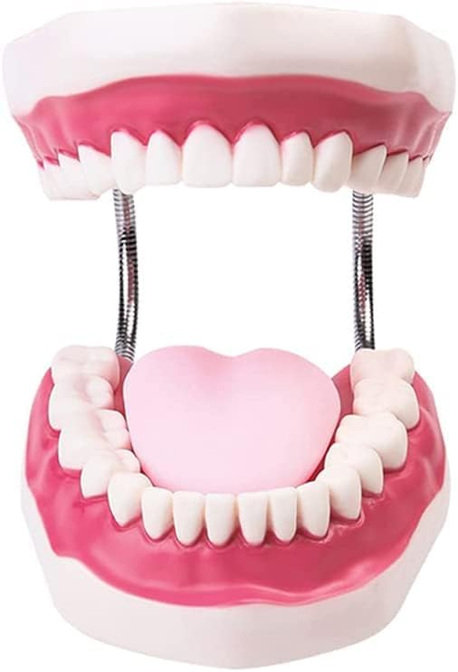 שיניים לילדים צחצוח דגם שיניים - דגם לימוד שיניים מוגדלות 6x - מודל צחצוח שיניים לילדים להוראת מחקר