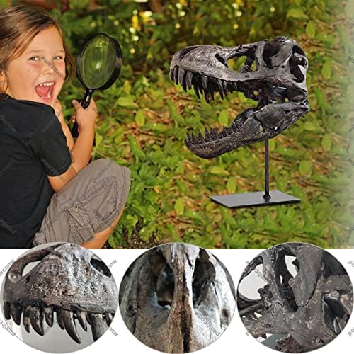 T rex גולגולת, דינוזאור עצמות שרף העתק ראש פסלים עם סוגר טירנוזאורוס מלמד דגם פסל שלד לתצוגת מדף ספרים במשרד הביתי,