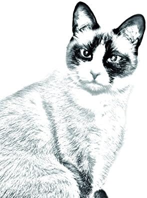 ארט דוג, מ.מ. חתול שלג, מצבה סגלגלה מאריחי קרמיקה עם תמונה של חתול