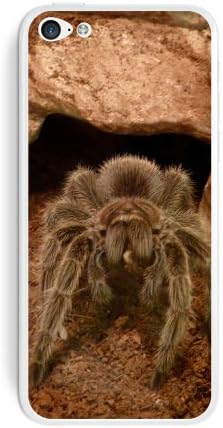 גרפיקה ועוד שיער ורד טרנטולה עכביש עכביש עכביש עכביש עכביש עכביש עכביש עכביש עכביש לאפל iPhone 5C - סט של 2 - אריזות לא קמעונאיות