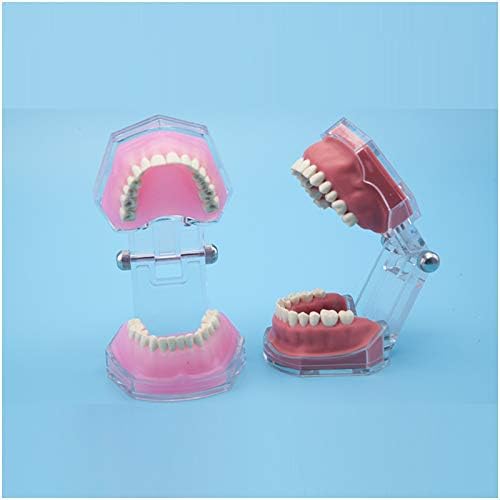Lemita Topodont שיניים מודל שיניים שיניים הוראה מודל הדמיה